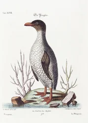 ペンギン、1770