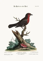 赤胸の黒鳥、1749-73