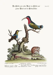 アカノハチドリ、ノドジロハチドリ、ヤマネ、1749-73
