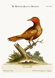 赤ほおのキツツキ、1749-73