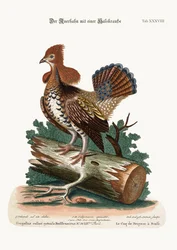 襟飾りのあるライチョウ、またはグラウス、1749-73年