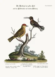 黄色の赤い棒と白い尾のハチドリ、1749-73
