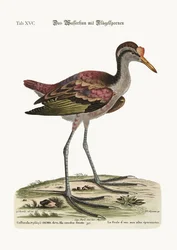 平翼の水編、1749-73