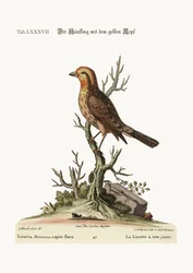 黄頭のライネット、1749-73
