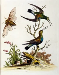1750年、G・エドワーズによる珍しい鳥の本からの水彩イラスト。ジョージ・エドワーズ（1694-1773）はイギリスの博物学者、鳥類学者。ヨーロッパを広く旅し、博物学、特に鳥類を研究した。彼は次のような功績を残した。