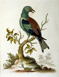 1750年、G・エドワーズによる珍しい鳥の本からの水彩イラスト。ジョージ・エドワーズ（1694-1773）はイギリスの博物学者、鳥類学者。ヨーロッパを広く旅し、博物学、特に鳥類を研究した。彼は次のような功績を残した。