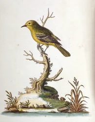1750年、G・エドワーズによる珍しい鳥の本からの水彩イラスト。ジョージ・エドワーズ（1694-1773）はイギリスの博物学者、鳥類学者。ヨーロッパを広く旅し、博物学、特に鳥類を研究した。彼は次のような功績を残した。