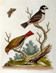 1750年、G・エドワーズによる珍しい鳥の本からの水彩イラスト。ジョージ・エドワーズ（1694-1773）はイギリスの博物学者、鳥類学者。ヨーロッパを広く旅し、博物学、特に鳥類を研究した。彼は次のような功績を残した。