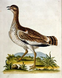 1750年、G・エドワーズによる珍しい鳥の本からの水彩イラスト。ジョージ・エドワーズ（1694-1773）はイギリスの博物学者、鳥類学者。ヨーロッパを広く旅し、博物学、特に鳥類を研究した。彼は次のような功績を残した。