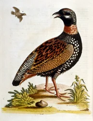 1750年、G・エドワーズによる珍しい鳥の本からの水彩イラスト。ジョージ・エドワーズ（1694-1773）はイギリスの博物学者、鳥類学者。ヨーロッパを広く旅し、博物学、特に鳥類を研究した。彼は次のような功績を残した。