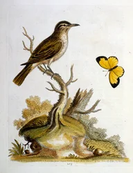 1750年、G・エドワーズによる珍しい鳥の本からの水彩イラスト。ジョージ・エドワーズ（1694-1773）はイギリスの博物学者、鳥類学者。ヨーロッパを広く旅し、博物学、特に鳥類を研究した。彼は次のような功績を残した。