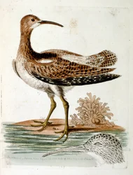 1750年、G・エドワーズによる珍しい鳥の本からの水彩イラスト。ジョージ・エドワーズ（1694-1773）はイギリスの博物学者、鳥類学者。ヨーロッパを広く旅し、博物学、特に鳥類を研究した。彼は次のような功績を残した。