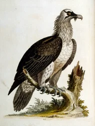 1750年、G・エドワーズによる珍しい鳥の本からの水彩イラスト。ジョージ・エドワーズ（1694-1773）はイギリスの博物学者、鳥類学者。ヨーロッパを広く旅し、博物学、特に鳥類を研究した。彼は次のような功績を残した。