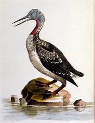 1750年、G・エドワーズによる珍しい鳥の本からの水彩イラスト。ジョージ・エドワーズ（1694-1773）はイギリスの博物学者、鳥類学者。ヨーロッパを広く旅し、博物学、特に鳥類を研究した。彼は次のような功績を残した。