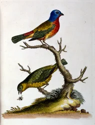 1750年、G・エドワーズによる珍しい鳥の本からの水彩イラスト。ジョージ・エドワーズ（1694-1773）はイギリスの博物学者、鳥類学者。ヨーロッパを広く旅し、博物学、特に鳥類を研究した。彼は次のような功績を残した。