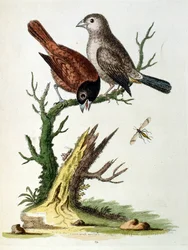 1750年、G・エドワーズによる珍しい鳥の本からの水彩イラスト。ジョージ・エドワーズ（1694-1773）はイギリスの博物学者、鳥類学者。ヨーロッパを広く旅し、博物学、特に鳥類を研究した。彼は次のような功績を残した。