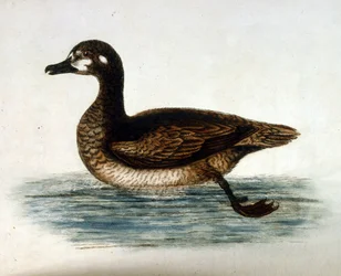 1750年、G・エドワーズによる珍しい鳥の本からの水彩イラスト。ジョージ・エドワーズ（1694-1773）はイギリスの博物学者、鳥類学者。ヨーロッパを広く旅し、博物学、特に鳥類を研究した。彼は次のような功績を残した。