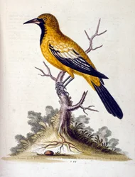 1750年、G・エドワーズによる珍しい鳥の本からの水彩イラスト。ジョージ・エドワーズ（1694-1773）はイギリスの博物学者、鳥類学者。ヨーロッパを広く旅し、博物学、特に鳥類を研究した。彼は次のような功績を残した。