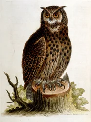 1750年、G・エドワーズによる珍しい鳥の本からの水彩イラスト。ジョージ・エドワーズ（1694-1773）はイギリスの博物学者、鳥類学者。ヨーロッパを広く旅し、博物学、特に鳥類を研究した。彼は次のような功績を残した。