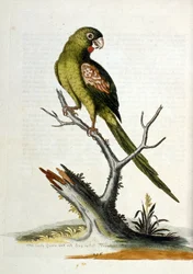 1750年、G・エドワーズによる珍しい鳥の本からの水彩イラスト。ジョージ・エドワーズ（1694-1773）はイギリスの博物学者、鳥類学者。ヨーロッパを広く旅し、博物学、特に鳥類を研究した。彼は次のような功績を残した。