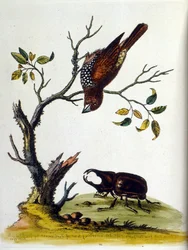 1750年、G・エドワーズによる珍しい鳥の本からの水彩イラスト。ジョージ・エドワーズ（1694-1773）はイギリスの博物学者、鳥類学者。ヨーロッパを広く旅し、博物学、特に鳥類を研究した。彼は次のような功績を残した。