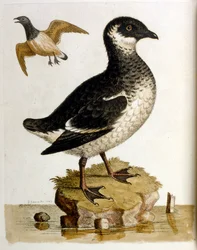 1750年、G・エドワーズによる珍しい鳥の本からの水彩イラスト。ジョージ・エドワーズ（1694-1773）はイギリスの博物学者、鳥類学者。ヨーロッパを広く旅し、博物学、特に鳥類を研究した。彼は次のような功績を残した。