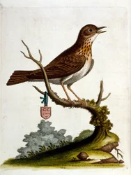 1750年、G・エドワーズによる珍しい鳥の本からの水彩イラスト。ジョージ・エドワーズ（1694-1773）はイギリスの博物学者、鳥類学者。ヨーロッパを広く旅し、博物学、特に鳥類を研究した。彼は次のような功績を残した。