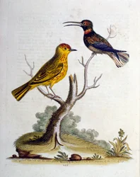1750年、G・エドワーズによる珍しい鳥の本からの水彩イラスト。ジョージ・エドワーズ（1694-1773）はイギリスの博物学者、鳥類学者。ヨーロッパを広く旅し、博物学、特に鳥類を研究した。彼は次のような功績を残した。