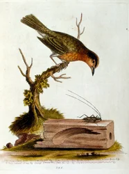 1750年、G・エドワーズによる珍しい鳥の本からの水彩イラスト。ジョージ・エドワーズ（1694-1773）はイギリスの博物学者、鳥類学者。ヨーロッパを広く旅し、博物学、特に鳥類を研究した。彼は次のような功績を残した。