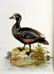 1750年、G・エドワーズによる珍しい鳥の本からの水彩イラスト。ジョージ・エドワーズ（1694-1773）はイギリスの博物学者、鳥類学者。ヨーロッパを広く旅し、博物学、特に鳥類を研究した。彼は次のような功績を残した。