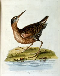 1750年、G・エドワーズによる珍しい鳥の本からの水彩イラスト。ジョージ・エドワーズ（1694-1773）はイギリスの博物学者、鳥類学者。ヨーロッパを広く旅し、博物学、特に鳥類を研究した。彼は次のような功績を残した。