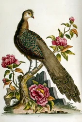1750年、G・エドワーズによる珍しい鳥の本からの水彩イラスト。ジョージ・エドワーズ（1694-1773）はイギリスの博物学者、鳥類学者。ヨーロッパを広く旅し、博物学、特に鳥類を研究した。彼は次のような功績を残した。