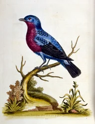 1750年、G・エドワーズによる珍しい鳥の本からの水彩イラスト。ジョージ・エドワーズ（1694-1773）はイギリスの博物学者、鳥類学者。ヨーロッパを広く旅し、博物学、特に鳥類を研究した。彼は次のような功績を残した。