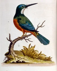 1750年、G・エドワーズによる珍しい鳥の本からの水彩イラスト。ジョージ・エドワーズ（1694-1773）はイギリスの博物学者、鳥類学者。ヨーロッパを広く旅し、博物学、特に鳥類を研究した。彼は次のような功績を残した。