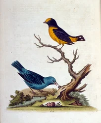 1750年、G・エドワーズによる珍しい鳥の本からの水彩イラスト。ジョージ・エドワーズ（1694-1773）はイギリスの博物学者、鳥類学者。ヨーロッパを広く旅し、博物学、特に鳥類を研究した。彼は次のような功績を残した。