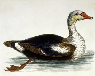 1750年、G・エドワーズによる珍しい鳥の本からの水彩イラスト。ジョージ・エドワーズ（1694-1773）はイギリスの博物学者、鳥類学者。ヨーロッパを広く旅し、博物学、特に鳥類を研究した。彼は次のような功績を残した。