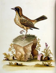 1750年、G・エドワーズによる珍しい鳥の本からの水彩イラスト。ジョージ・エドワーズ（1694-1773）はイギリスの博物学者、鳥類学者。ヨーロッパを広く旅し、博物学、特に鳥類を研究した。彼は次のような功績を残した。