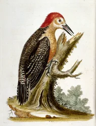 1750年、G・エドワーズによる珍しい鳥の本からの水彩イラスト。ジョージ・エドワーズ（1694-1773）はイギリスの博物学者、鳥類学者。ヨーロッパを広く旅し、博物学、特に鳥類を研究した。彼は次のような功績を残した。