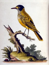 1750年、G・エドワーズによる珍しい鳥の本からの水彩イラスト。ジョージ・エドワーズ（1694-1773）はイギリスの博物学者、鳥類学者。ヨーロッパを広く旅し、博物学、特に鳥類を研究した。彼は次のような功績を残した。