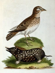1750年、G・エドワーズによる珍しい鳥の本からの水彩イラスト。ジョージ・エドワーズ（1694-1773）はイギリスの博物学者、鳥類学者。ヨーロッパを広く旅し、博物学、特に鳥類を研究した。彼は次のような功績を残した。