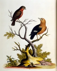 1750年、G・エドワーズによる珍しい鳥の本からの水彩イラスト。ジョージ・エドワーズ（1694-1773）はイギリスの博物学者、鳥類学者。ヨーロッパを広く旅し、博物学、特に鳥類を研究した。彼は次のような功績を残した。