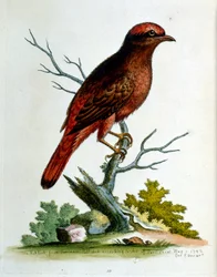 1750年、G・エドワーズによる珍しい鳥の本からの水彩イラスト。ジョージ・エドワーズ（1694-1773）はイギリスの博物学者、鳥類学者。ヨーロッパを広く旅し、博物学、特に鳥類を研究した。彼は次のような功績を残した。