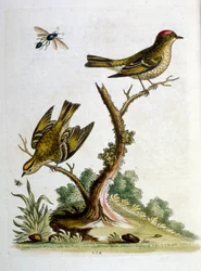 1750年、G・エドワーズによる珍しい鳥の本からの水彩イラスト。ジョージ・エドワーズ（1694-1773）はイギリスの博物学者、鳥類学者。ヨーロッパを広く旅し、博物学、特に鳥類を研究した。彼は次のような功績を残した。