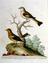 1750年、G・エドワーズによる珍しい鳥の本からの水彩イラスト。ジョージ・エドワーズ（1694-1773）はイギリスの博物学者、鳥類学者。ヨーロッパを広く旅し、博物学、特に鳥類を研究した。彼は次のような功績を残した。