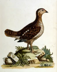 1750年、G・エドワーズによる珍しい鳥の本からの水彩イラスト。ジョージ・エドワーズ（1694-1773）はイギリスの博物学者、鳥類学者。ヨーロッパを広く旅し、博物学、特に鳥類を研究した。彼は次のような功績を残した。