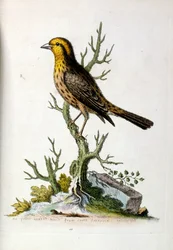 1750年、G・エドワーズによる珍しい鳥の本からの水彩イラスト。ジョージ・エドワーズ（1694-1773）はイギリスの博物学者、鳥類学者。ヨーロッパを広く旅し、博物学、特に鳥類を研究した。彼は次のような功績を残した。