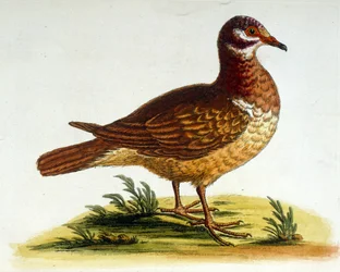 1750年、G・エドワーズによる珍しい鳥の本からの水彩イラスト。ジョージ・エドワーズ（1694-1773）はイギリスの博物学者、鳥類学者。ヨーロッパを広く旅し、博物学、特に鳥類を研究した。彼は次のような功績を残した。