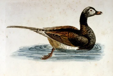 1750年、G・エドワーズによる珍しい鳥の本からの水彩イラスト。ジョージ・エドワーズ（1694-1773）はイギリスの博物学者、鳥類学者。ヨーロッパを広く旅し、博物学、特に鳥類を研究した。彼は次のような功績を残した。