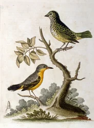 1758年、G・エドワーズによる3本足のナマケモノの水彩画。ジョージ・エドワーズ（1694-1773）はイギリスの博物学者、鳥類学者。ヨーロッパを広く旅し、博物学、特に鳥類を研究した。彼は次のような評価を得た。