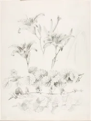 無題（ユリとグラウンドアイビー）（Glecoma Hederacea）